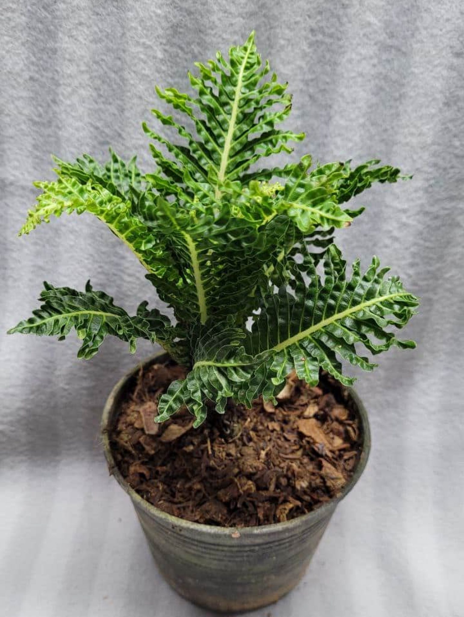 Blechnum gibbum dwarf fern tree Tropics Home