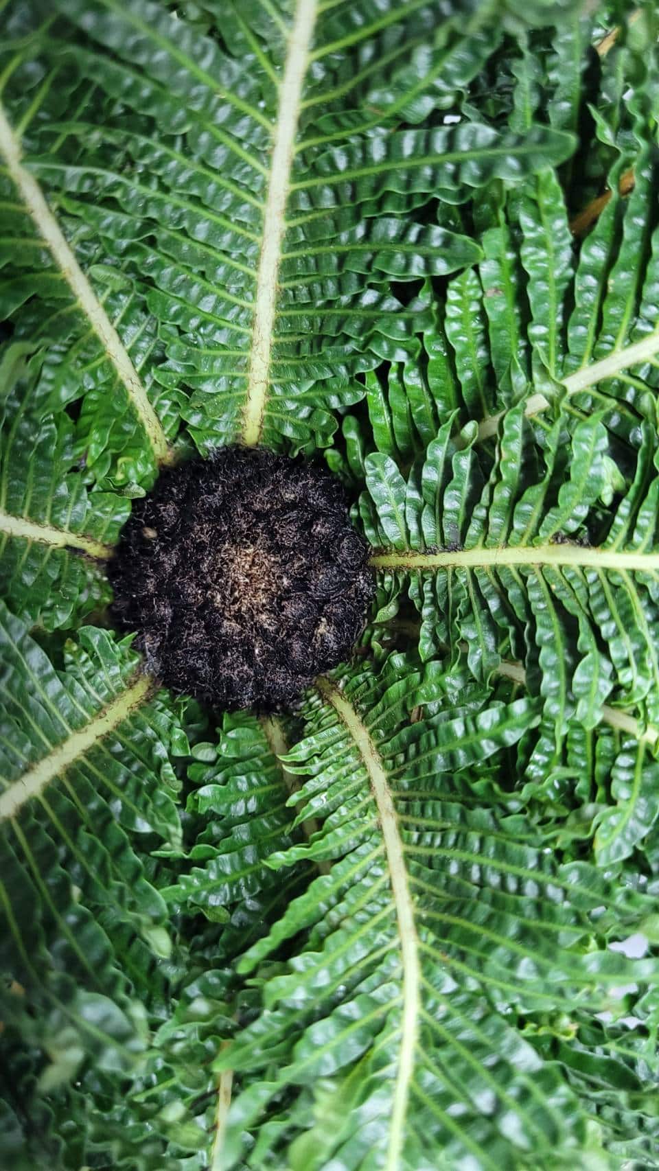 Blechnum gibbum Dwarf form fern