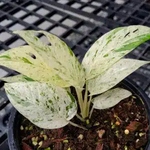 Epipremnum pinnatum 'Marbled'