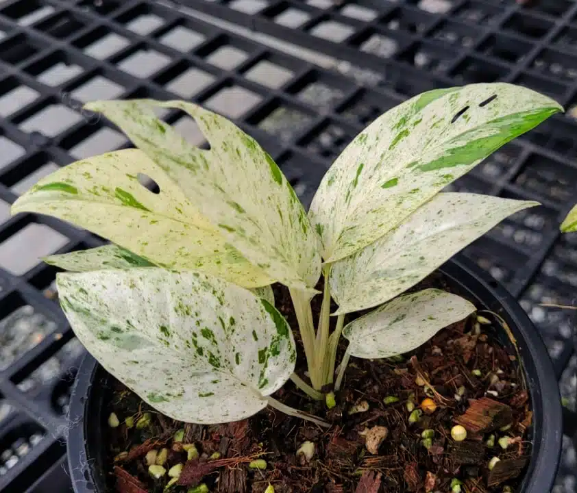 Epipremnum pinnatum 'Marbled'