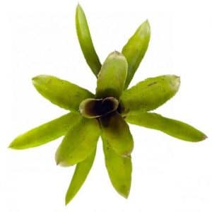 Neoregelia 'Pauciflora' hybrid