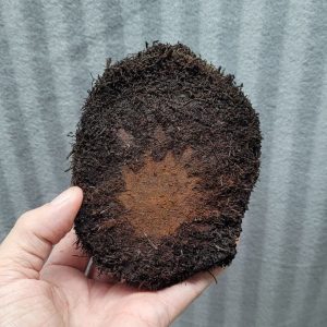 Fern tree slab (disk) for mounting epiphytes