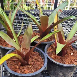 Young Alcantarea imperialis for sale