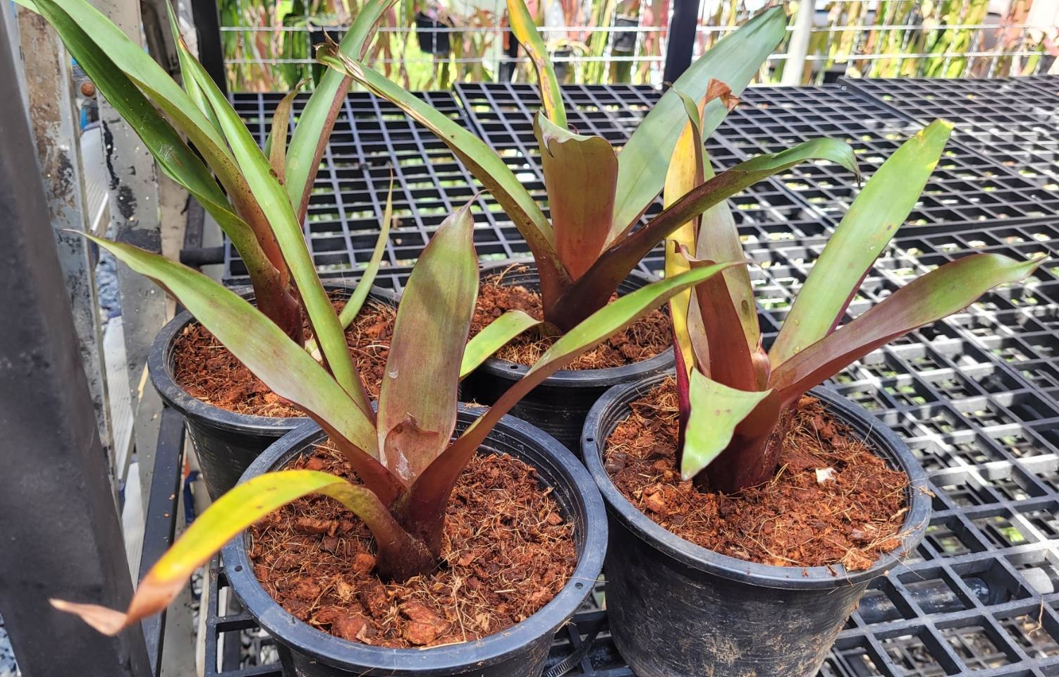 Young Alcantarea imperialis for sale