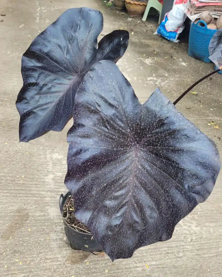 Colocasia esculenta 'Black Coral' for sale