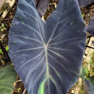 Colocasia esculenta 'Black Galaxy' buy in online shop