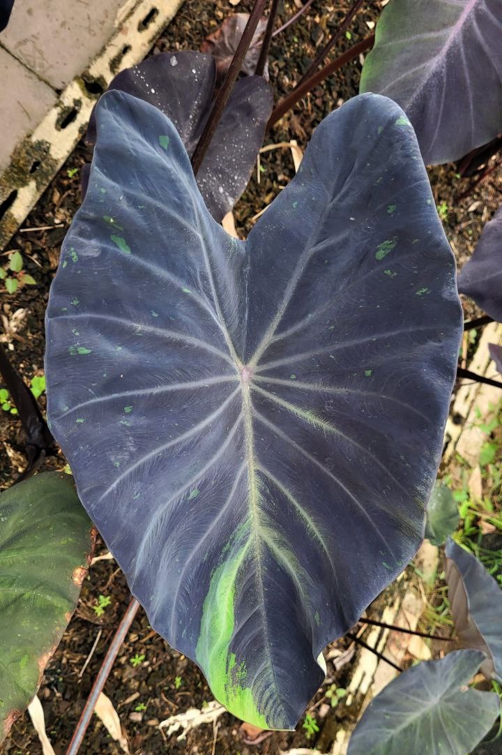 Colocasia esculenta 'Black Galaxy' buy in online shop