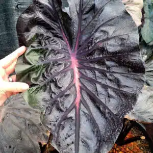 Colocasia esculenta 'Black Lava' for sale