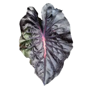 Colocasia esculenta 'Black Lava' buy in online shop
