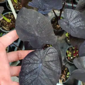 Colocasia esculenta 'Black Ripple' buy in online shop