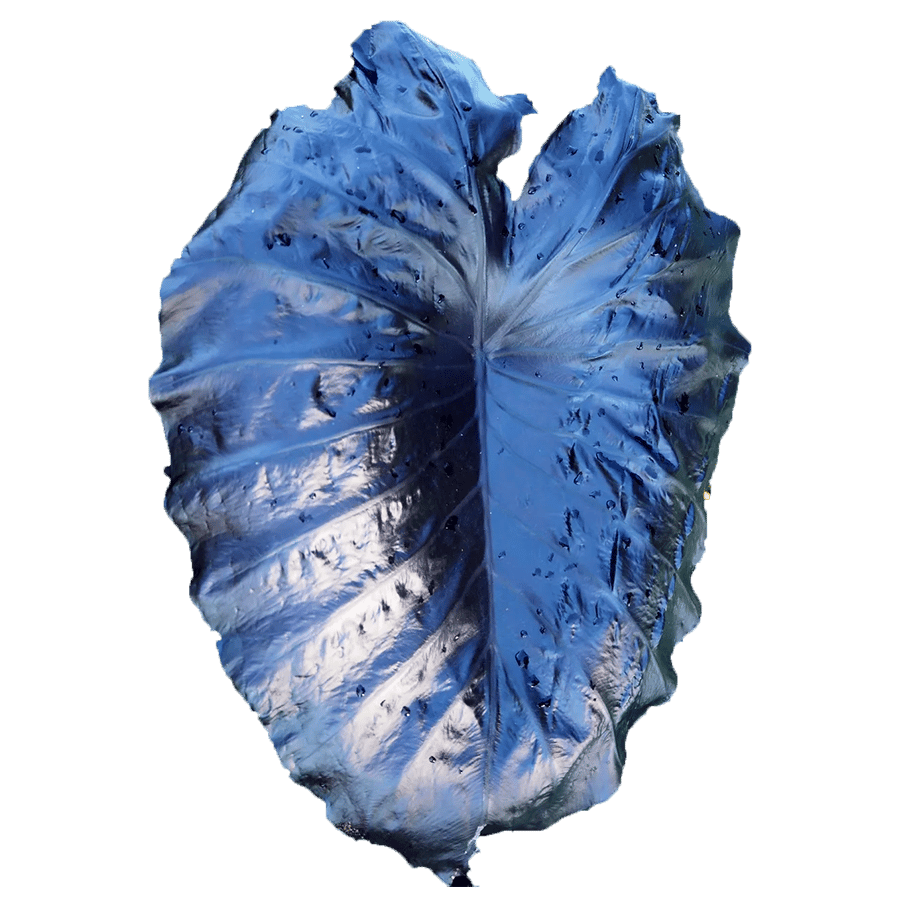 Colocasia esculenta 'Electric Blue' buy in online shop
