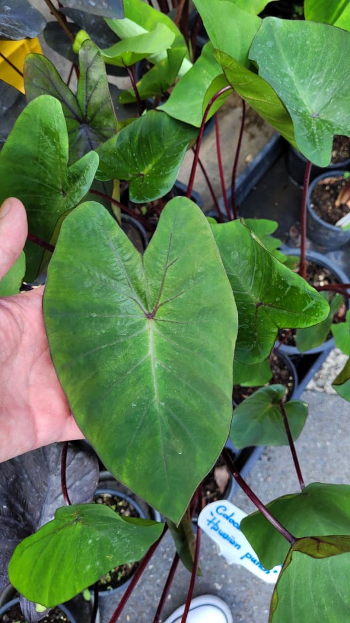 Colocasia esculenta 'Hawaiian punch' for sale