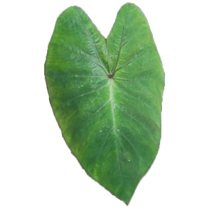 Colocasia esculenta 'Hawaiian punch' buy online shop