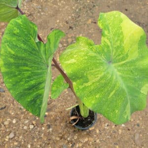 Colocasia esculenta 'Midori sour' for sale