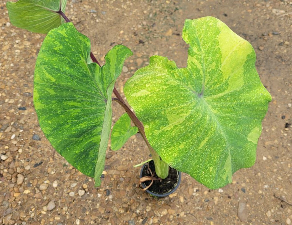 Colocasia esculenta 'Midori sour' for sale