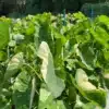 Colocasia esculenta ‘Milky Way’ for sale