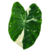 Colocasia esculenta 'Milky Way' buy online shop