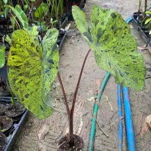 Colocasia esculenta 'Mojito' for sale