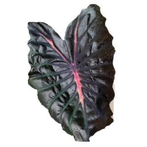 Colocasia esculenta 'Pink ribbon' buy in online shop