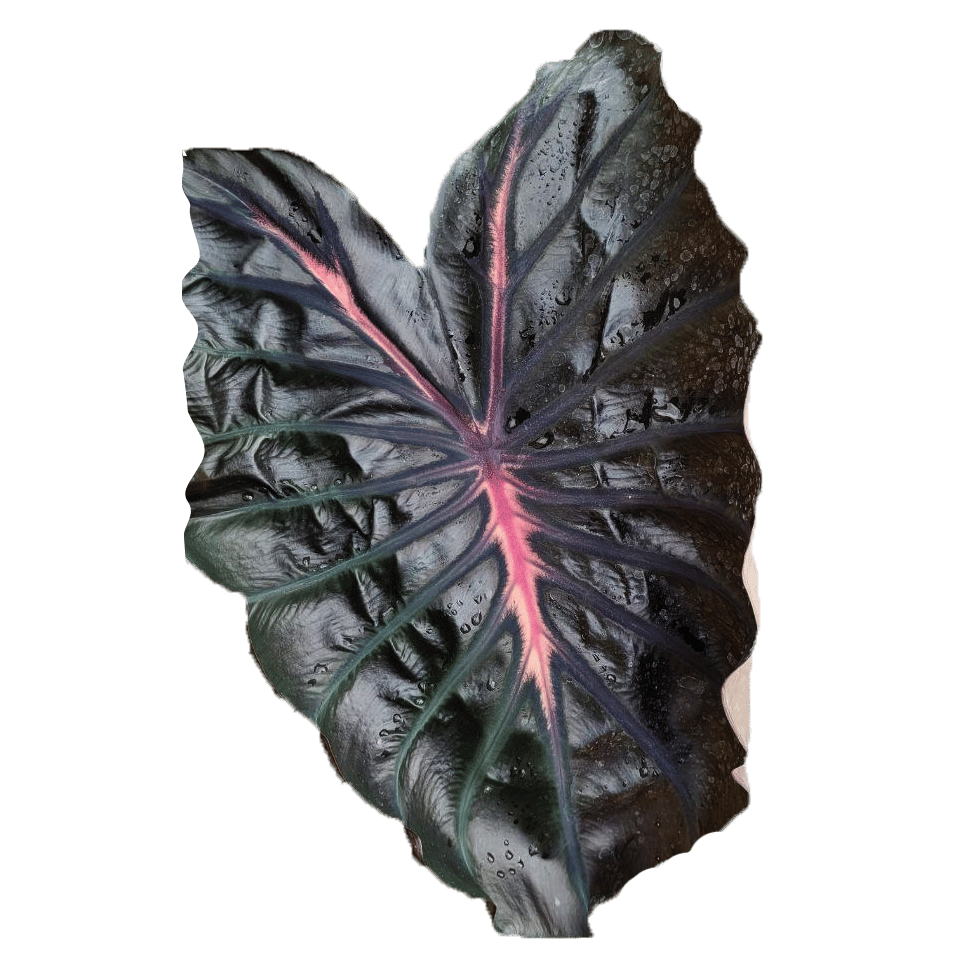 Colocasia esculenta 'Pink ribbon' buy in online shop