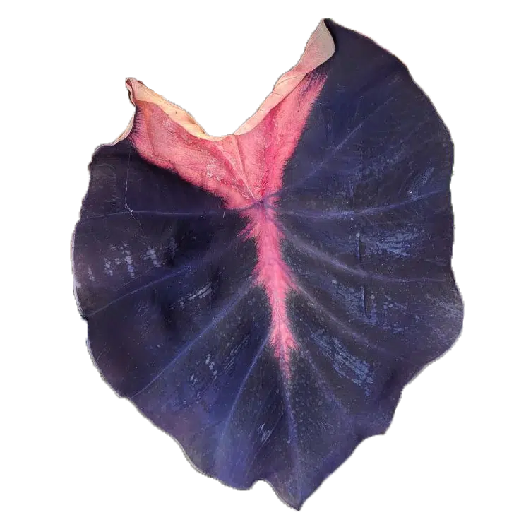 Colocasia esculenta 'Psylocke' buy in online store