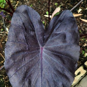 Colocasia esculenta 'Secret' for sale