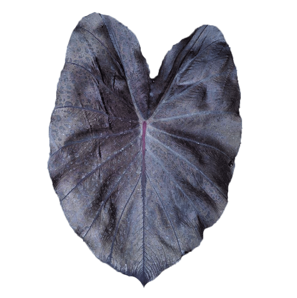 Colocasia esculenta 'Secret' buy in online store