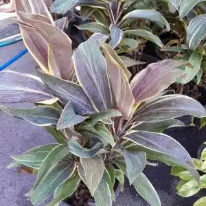 Cordyline fruticosa 'Chocolate Queen' for sale