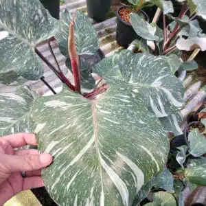 Buy Philodendron Pink Princess marbled online