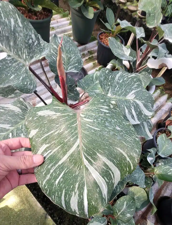 Buy Philodendron Pink Princess marbled online