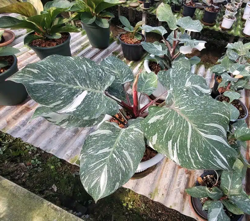 Buy Philodendron 'Pink Princess' marbled in online store