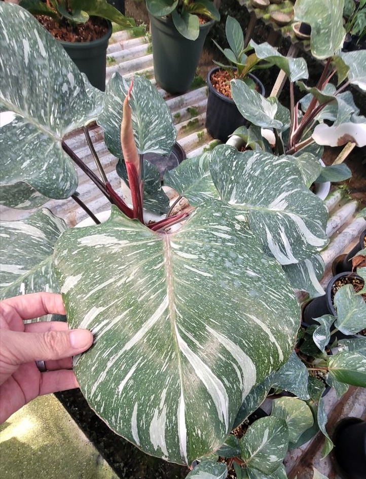 Philodendron 'White Knight' highly marbled