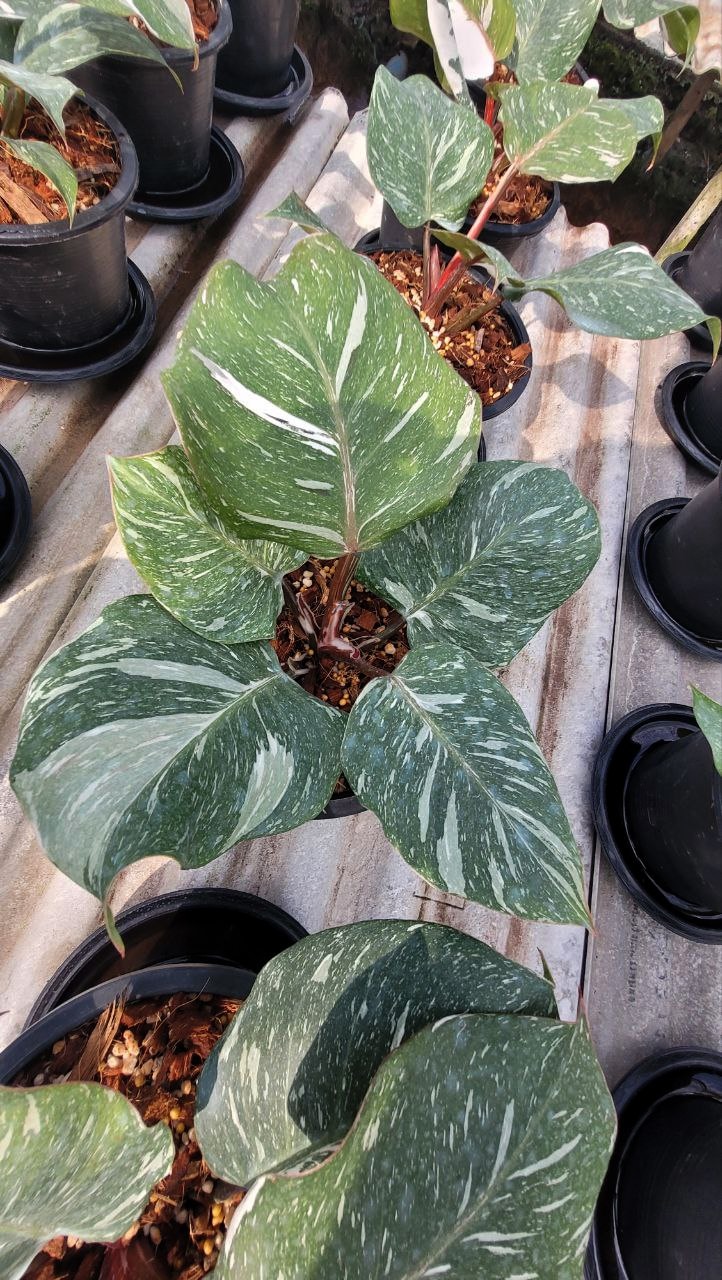 Buy Philodendron 'White Knight' marbled