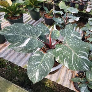 Buy Philodendron 'White Knight' marbled in online store