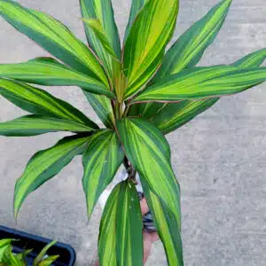 Cordyline fruticosa 'Kiwi' cultivar for sale