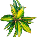 Cordyline fruticosa 'Kiwi' cultivar buy online shop
