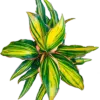 Cordyline fruticosa (Hawaiian Ti plants)