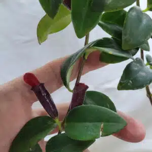Buy Aeschynanthus radicans red lipstick plant online store