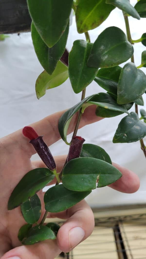 Aeschynanthus radicans red (lipstick plant) Tropics Home