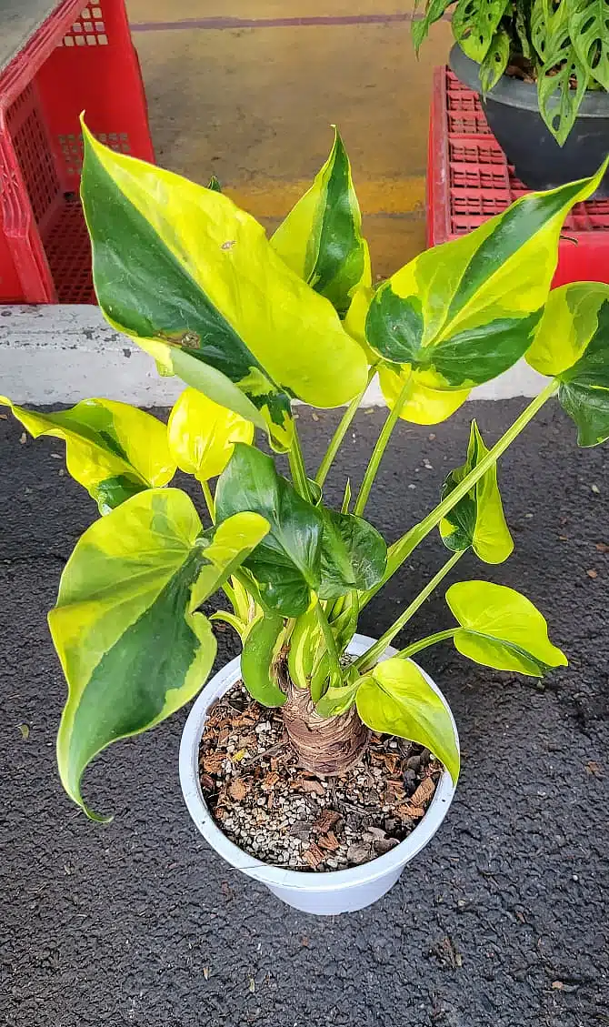 Buy large variegated Alocasia cucullata 'Banana split' online