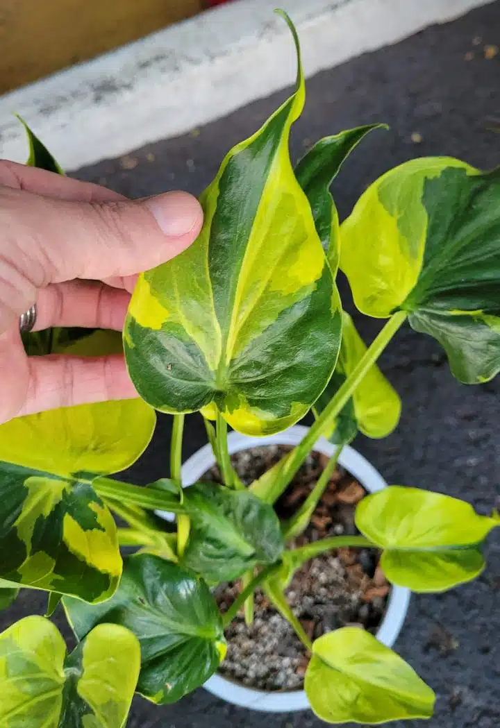 Variegated Alocasia cucullata 'Banana split' leaves