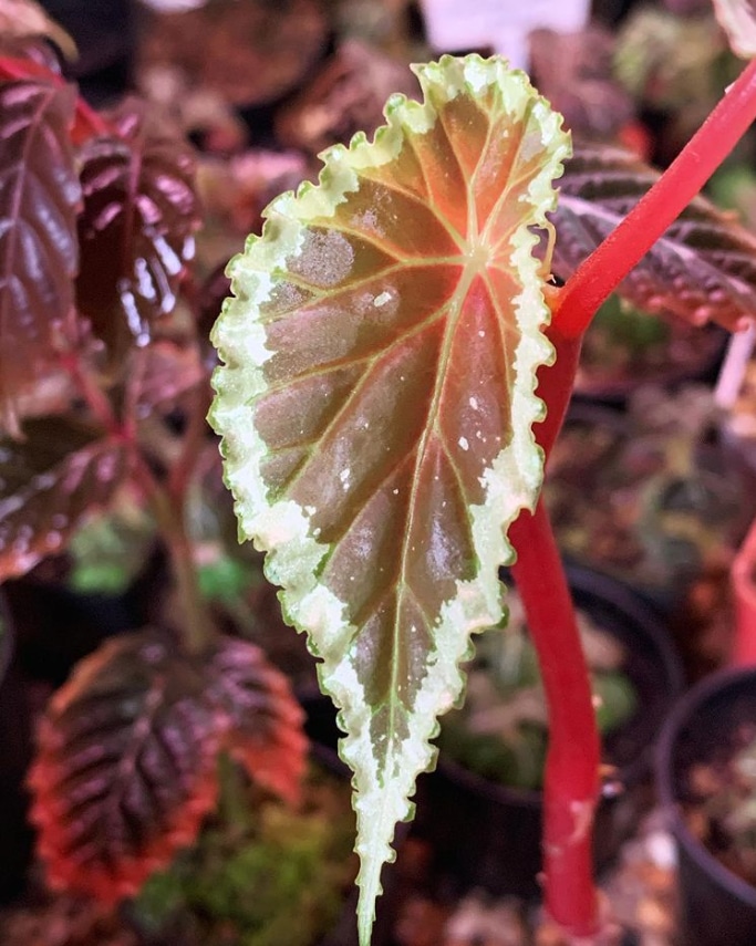Begonia baramensis for sale