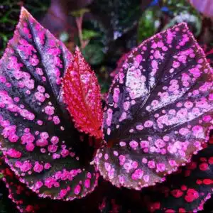 Begonia sp Hairy Spots