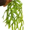 Platycerium (Staghorn ferns)