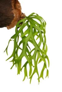 Fern plants online store