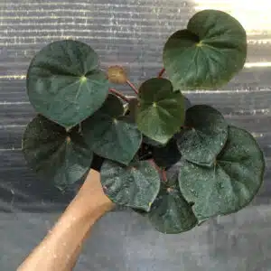 Buy Begonia acetosa in oline store