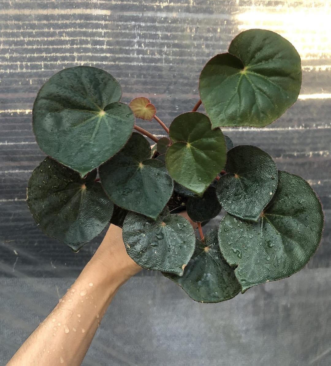 Buy Begonia acetosa in oline store