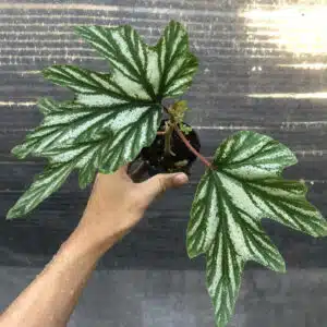 Buy Begonia aconitifolia in online store