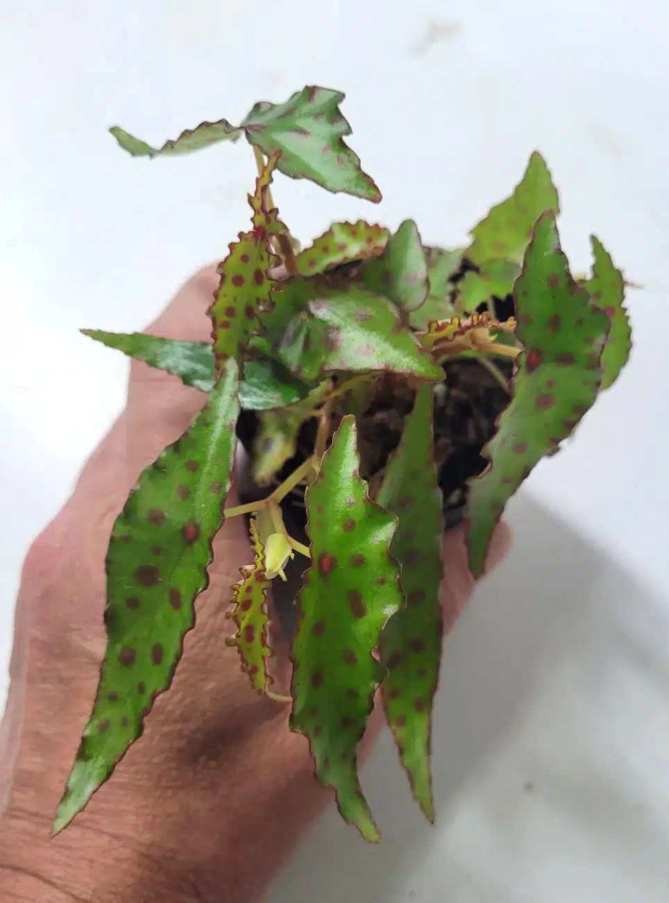 Buy Begonia amphioxus in online store
