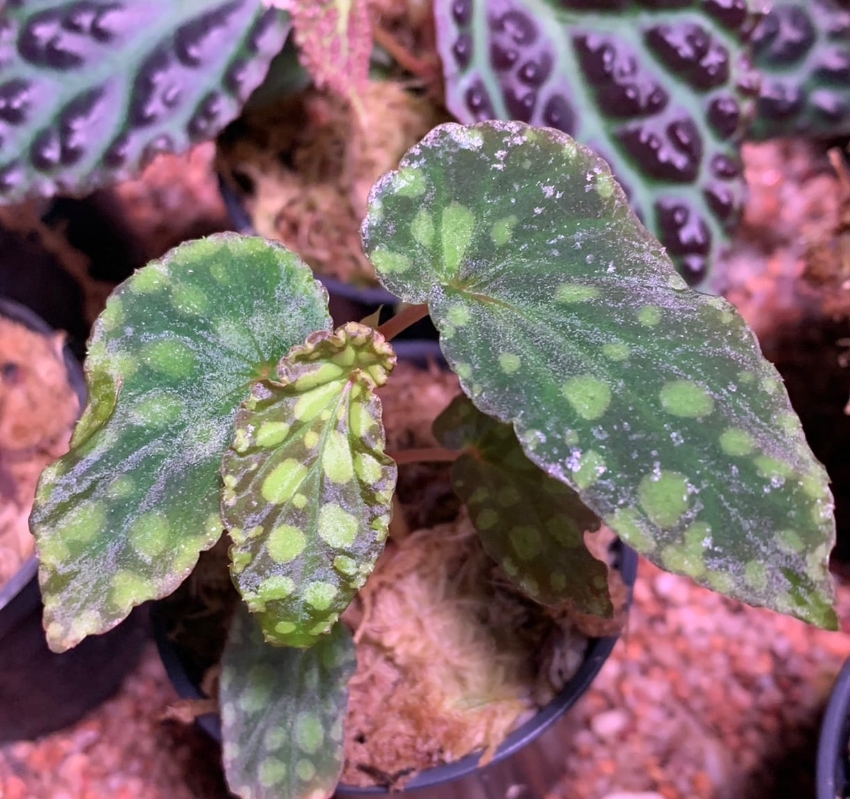 Begonia chlorosticta green form for sale